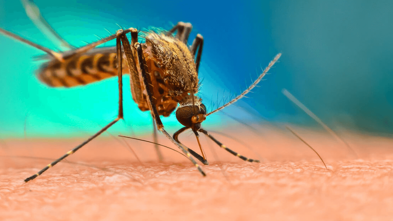 उपराजधानी में डेंगू और चिकनगुनिया का प्रकोप: जीका वायरस का खतरा बढ़ा